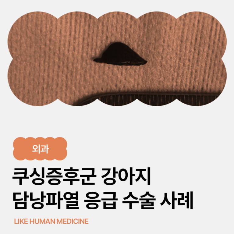 강아지 쿠싱증후군, 담낭점액종과 담낭 파열 위험을 함께 살펴야 하는 이유