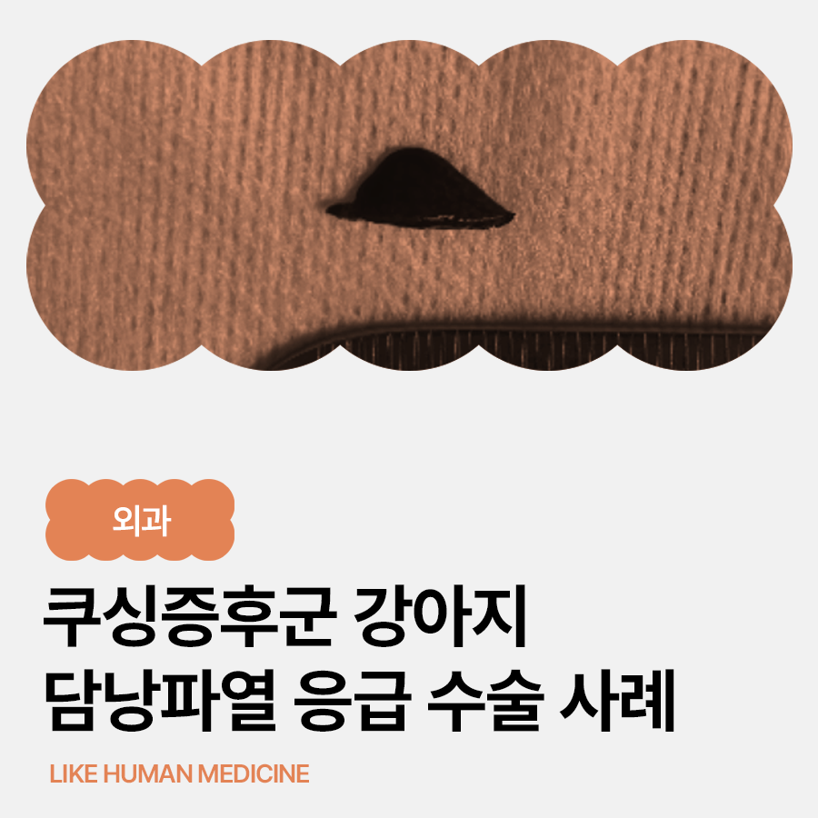 강아지 쿠싱증후군, 담낭점액종과 담낭 파열 위험을 함께 살펴야 하는 이유