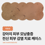 보호소 강아지 모낭충증 치료 케이스, 전신 피부 감염과 탈모를 극복한 금아 이야기