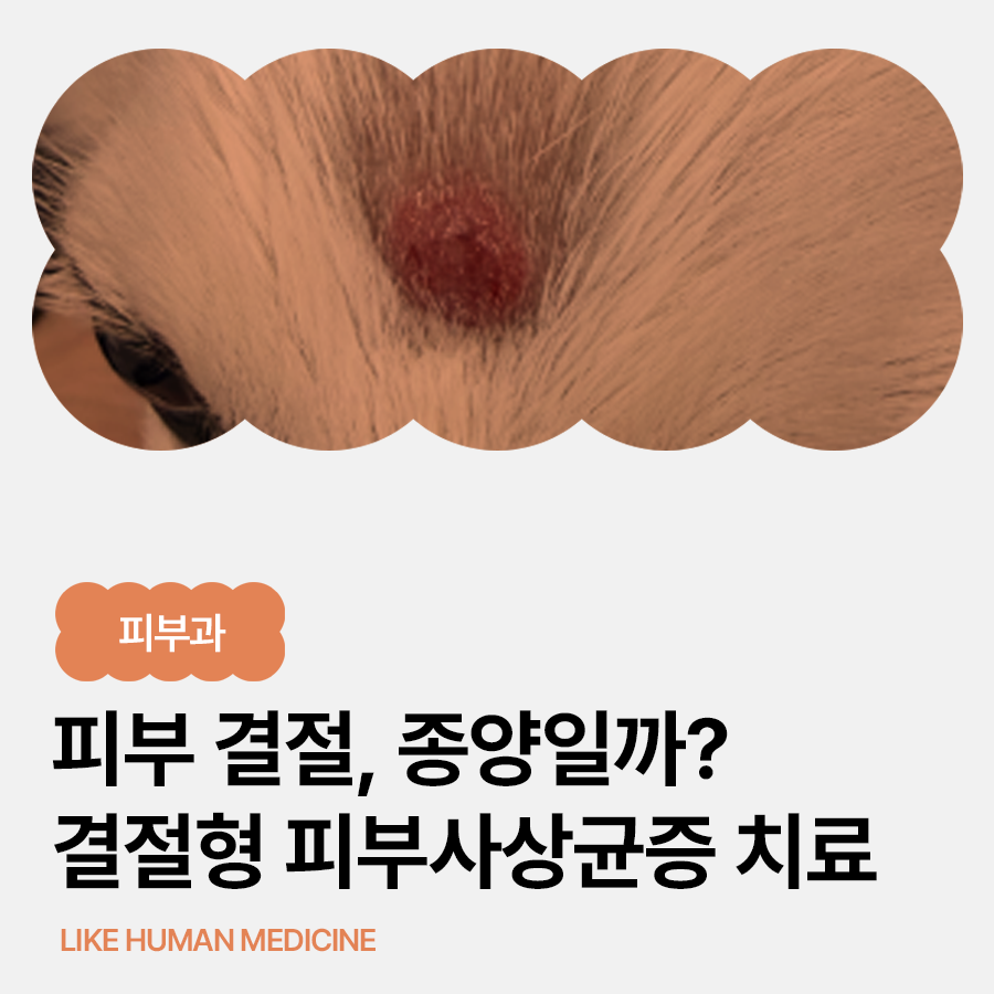 강아지 이마 피부 결절, 혹이 생겼을 때 확인해야 할 것들 | 결절형 피부사상균증 치료 사례