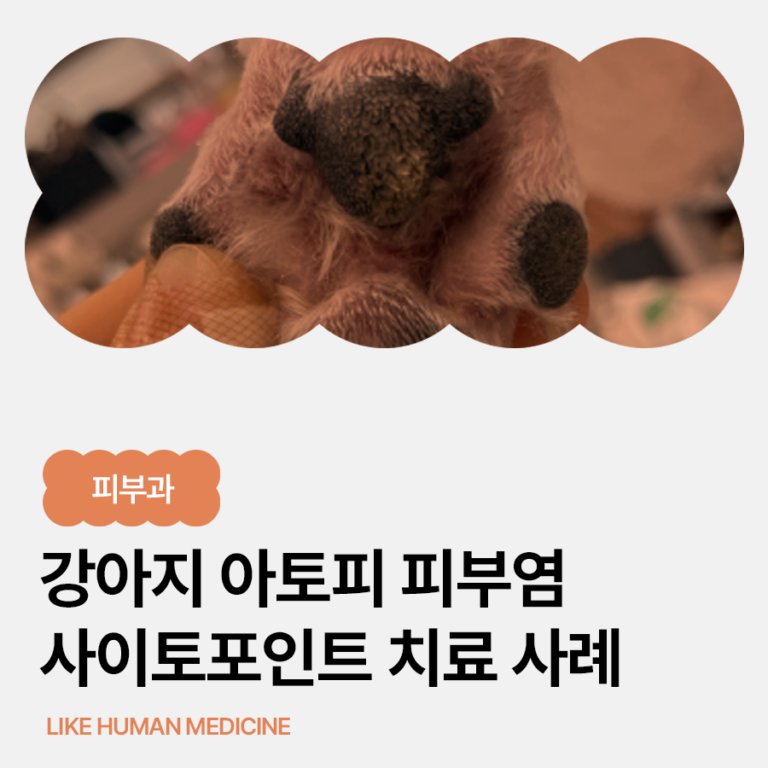 강아지 아토피 피부염, 사이토포인트로 관리할 수 있을까? 실제 치료 케이스 2가지