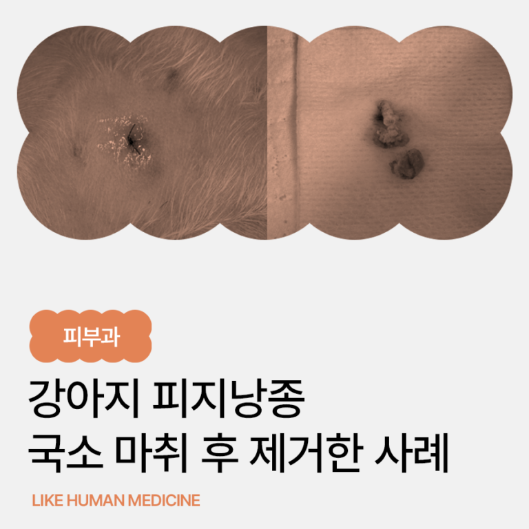 강아지 피지낭종, 터질 것 같거나 커진다면? 제거가 필요한 상황