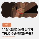 14살 심장병 노령견, TPLO 수술해야 할까요? 강아지 십자인대 파열 진단 후 치료 사례