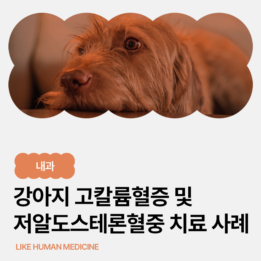 신부전증 강아지 고칼륨혈증 증상과 원인, 저알도스테론혈증 치료 케이스