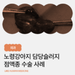강아지 담낭 슬러지 점액종, 언제 수술이 필요할까요? 노령견 담낭 슬러지 점액종 수술 사례