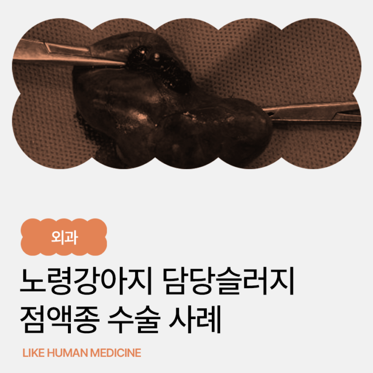 강아지 담낭 슬러지 점액종, 언제 수술이 필요할까요? 노령견 담낭 슬러지 점액종 수술 사례