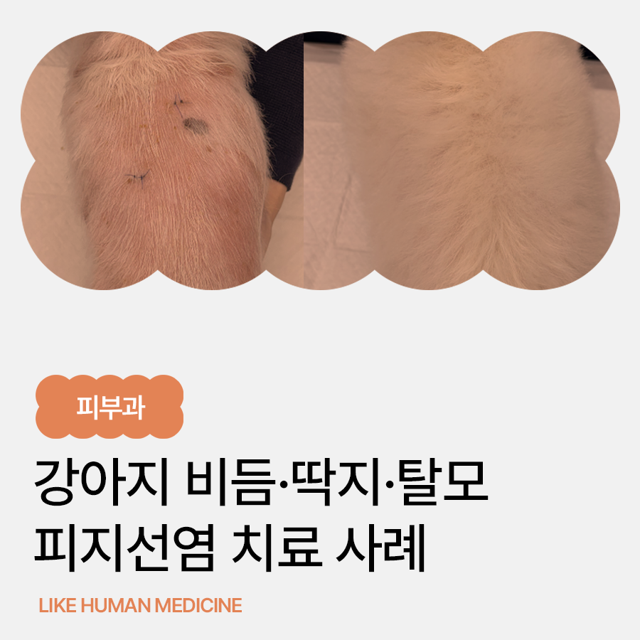 잘 낫지 않는 강아지 비듬·탈모, 피지선염 진단과 치료｜울산 피부과 동물병원