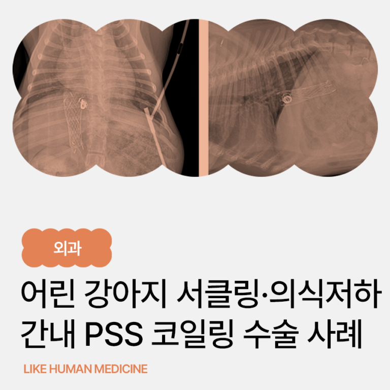 어린 강아지 PSS 서클링 증상, 선천적 간내 간문맥단락증 최소침습 코일링 수술과 6개월 경과 – 울산 에스동물병원 외과센터