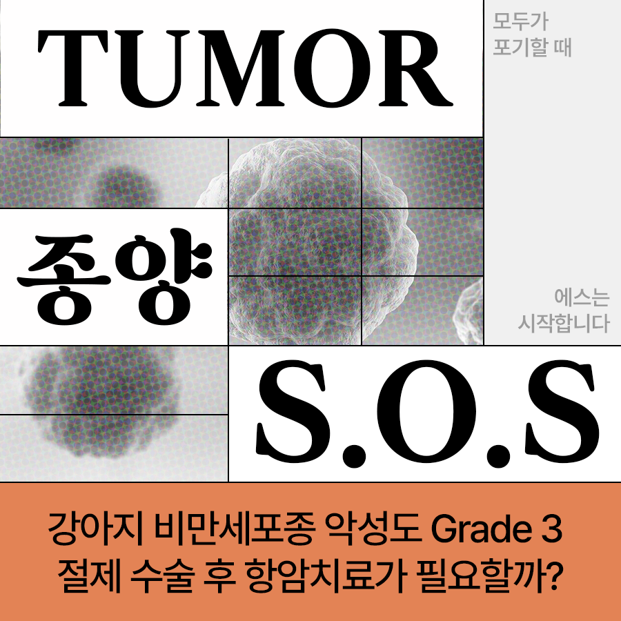 강아지 피부에 붉은 멍울! 비만세포종 수술 후 항암치료를 결정한 이유는? Grade 3 고등급 항암 사례 – 울산 종양 전문 에스동물병원