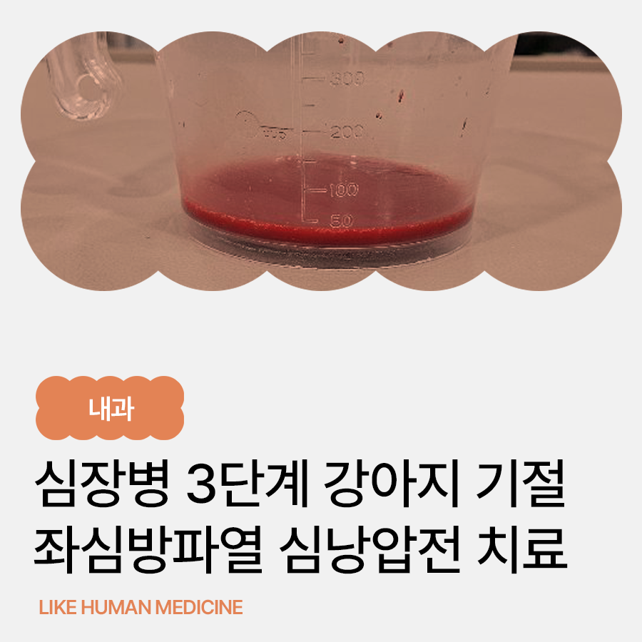심장병 강아지, 흥분할 때마다 기절한다면? 좌심방파열·심낭압전 진단과 심낭 천자술 사례- 양산 노령동물 전문 동물병원