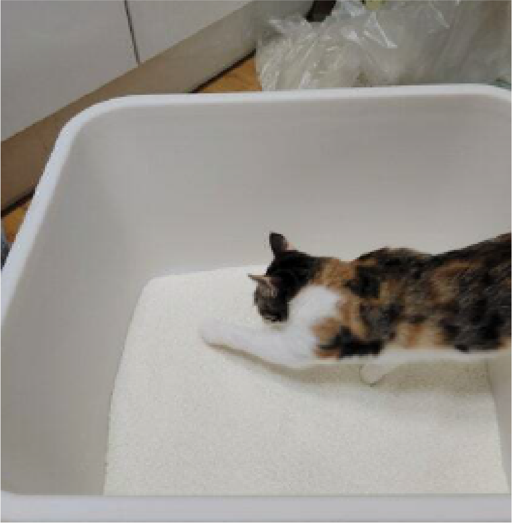 세이오앙 모래 응고력 후기