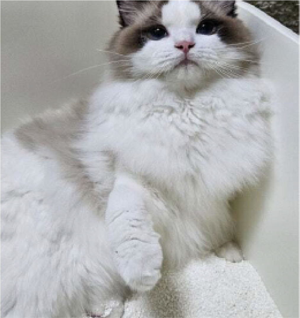 세이오앙 카사바 모래 만족 후기