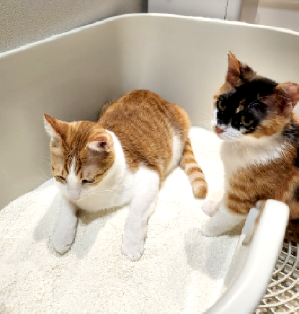 카사바 고양이 모래 실제 후기