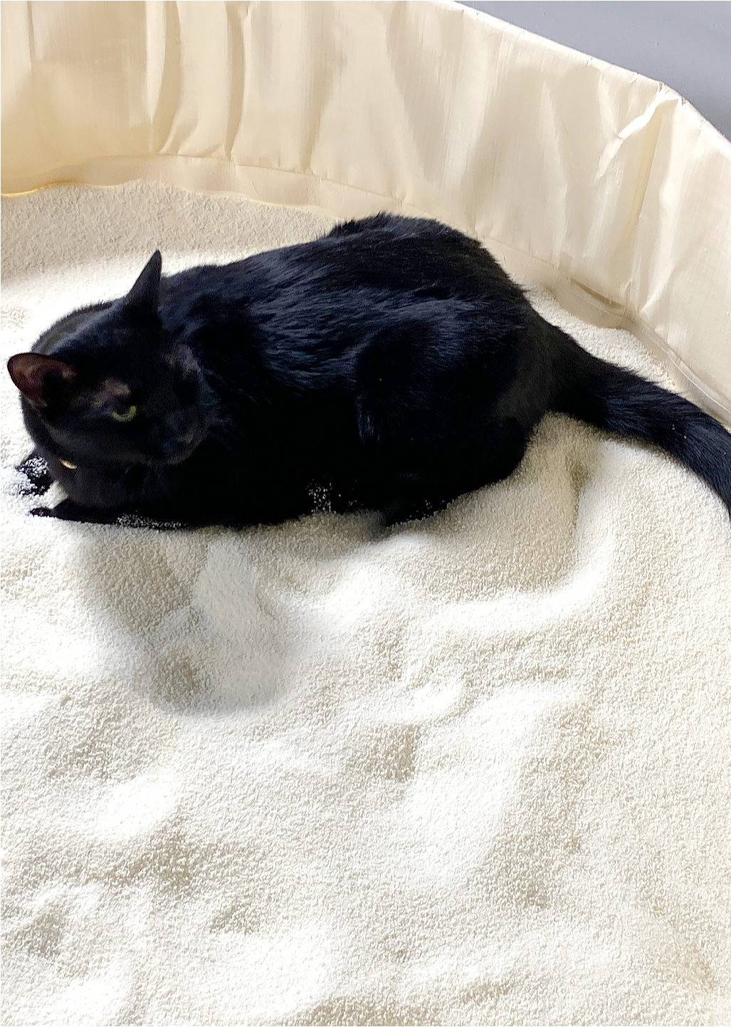 세이오앙 카사바 모래 고운 입자 사용 모습