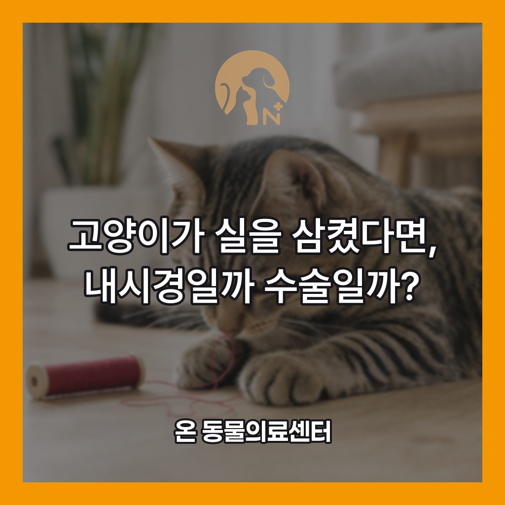 고양이가 실을 삼켰다면, 내시경일까 수술일까? - 온 동물의료센터