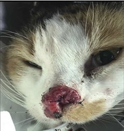 0C26E062-1800-4860-AE59-8667B9459986_4_5005_c