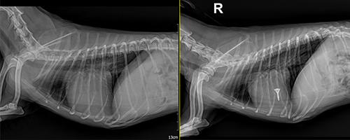 수술 전/후 방사선 이미지