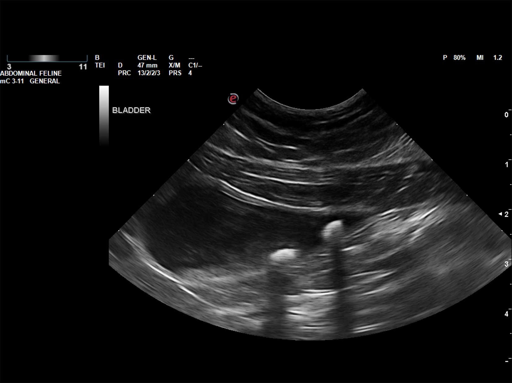 Gallery 1 — Quartz Veterinary Ultrasound