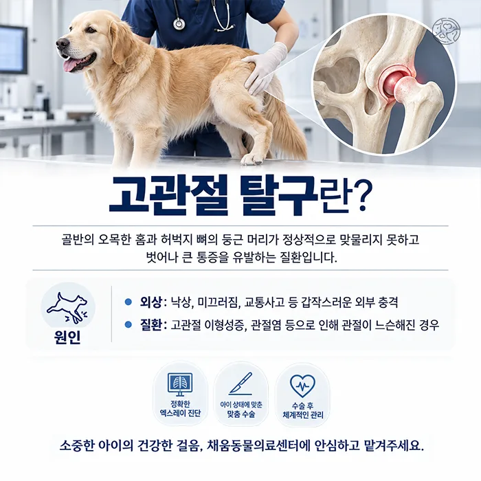고관절 탈구의 원인(외상, 고관절 이형성증)과 진단·수술·관리 안내