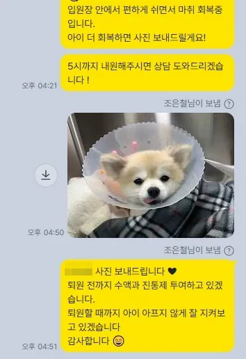 수술 후 보호자에게 회복 상태를 전한 메시지