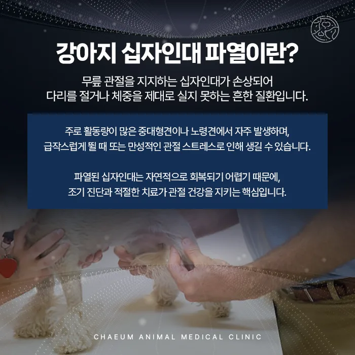 강아지 십자인대 파열의 원인과 증상 안내