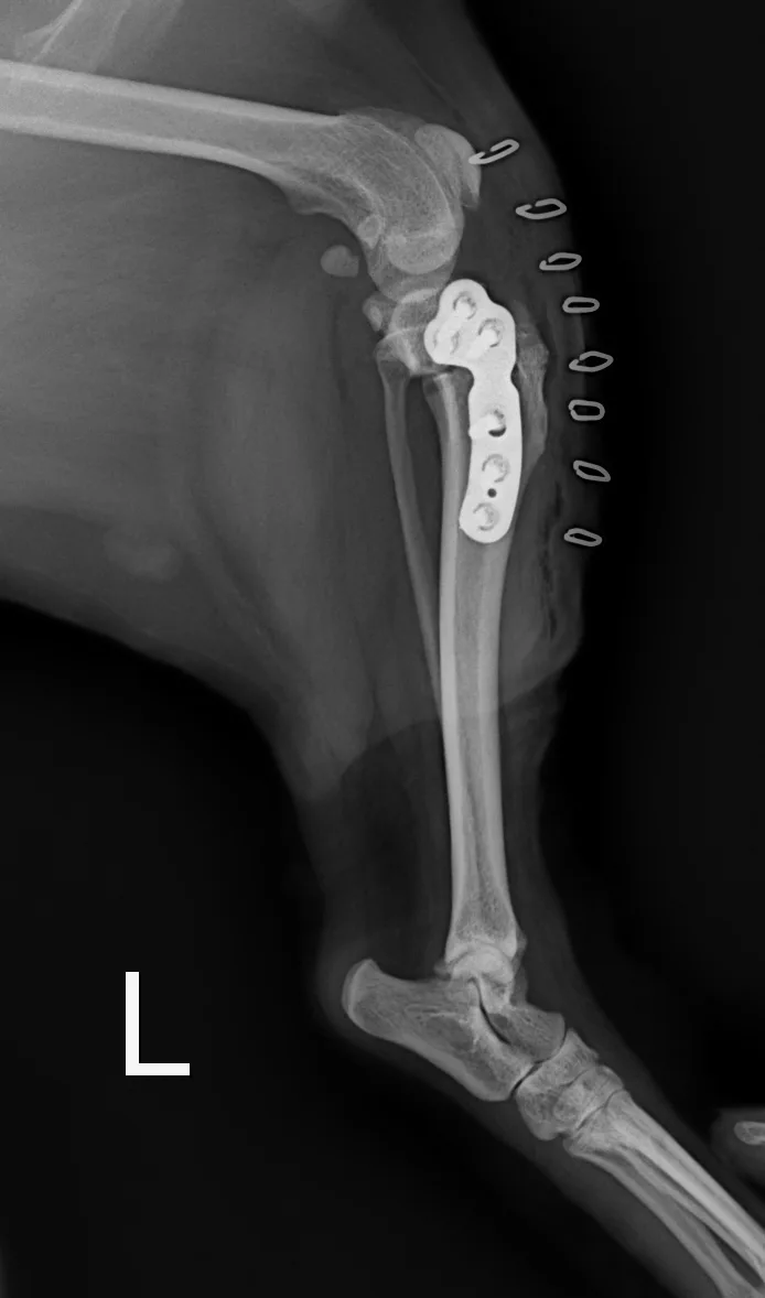 TPLO 수술 후 좌측 무릎 측면 엑스레이