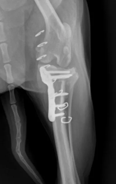 TPLO 수술 후 좌측 무릎 정면 엑스레이