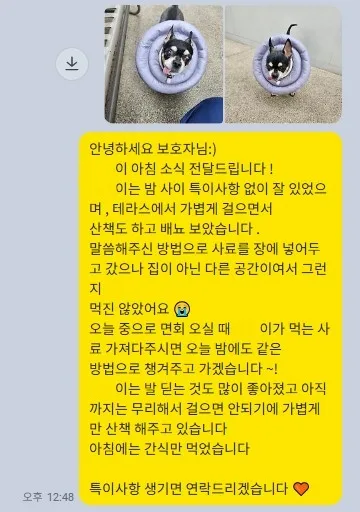 수술 다음 날 아침 보호자에게 회복 상태를 전한 메시지