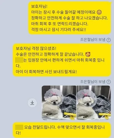 수술 당일 보호자에게 수술과 회복 상황을 전한 메시지