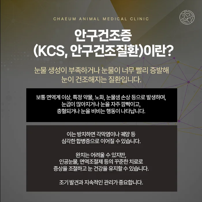 강아지 안구건조증(KCS) 안내
