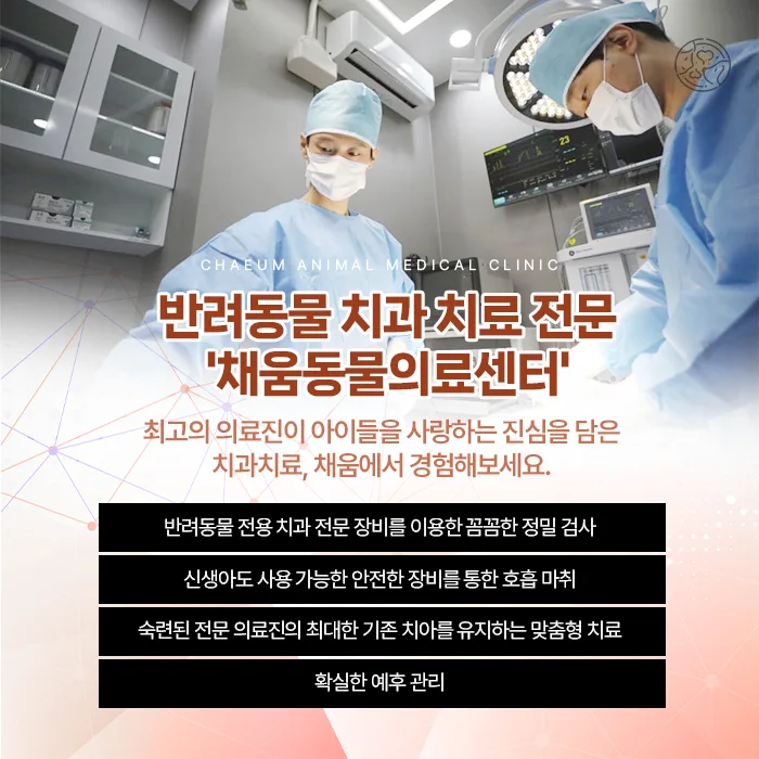 반려동물 치과 치료 채움동물의료센터 안내