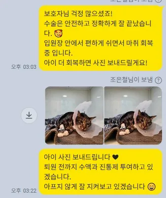 치료 후 보호자에게 회복 상황을 전한 메시지