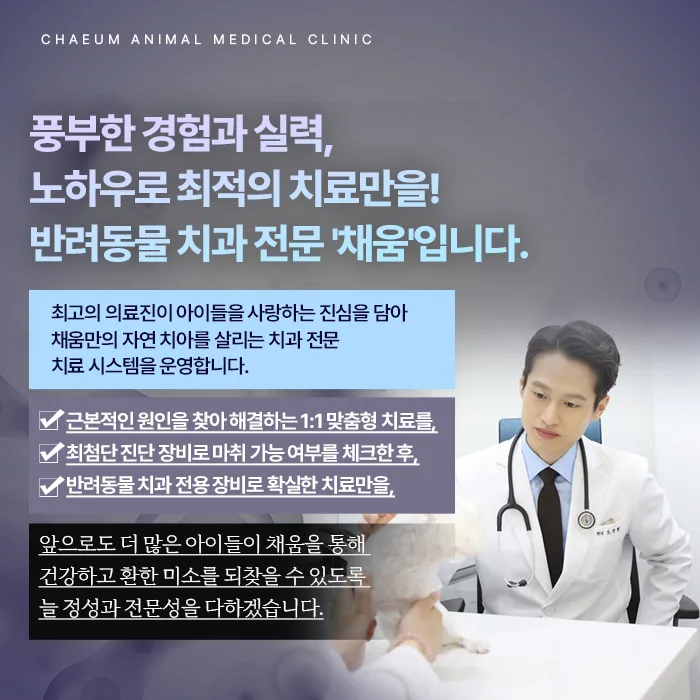 반려동물 치과 전문 채움 안내