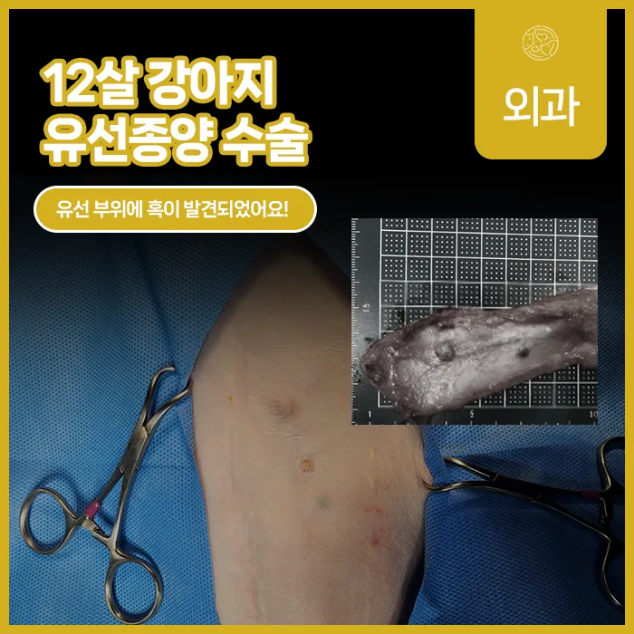 유선 부위 혹이 점점 커진 12살 강아지의 유선종양 수술