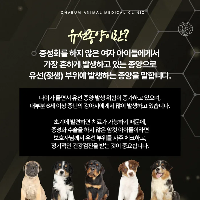 강아지 유선종양 안내