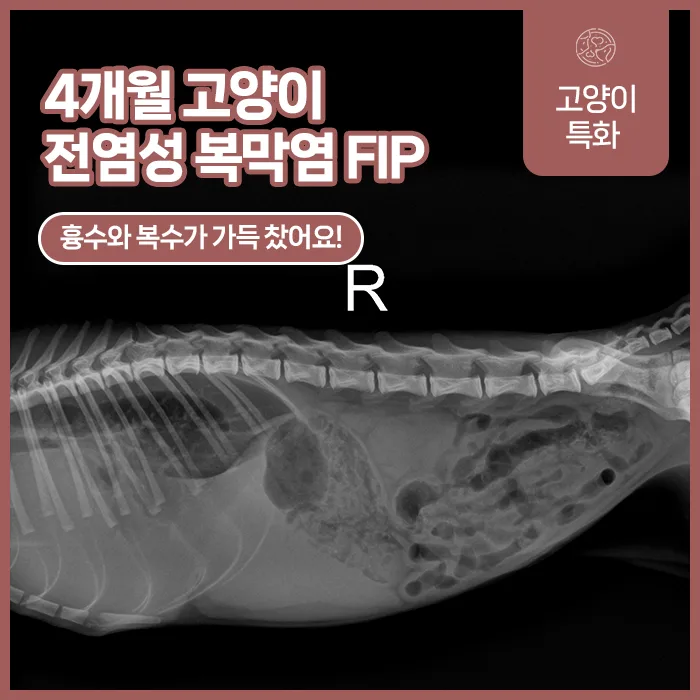 흉수와 복수가 찬 고양이 전염성 복막염(FIP) 엑스레이