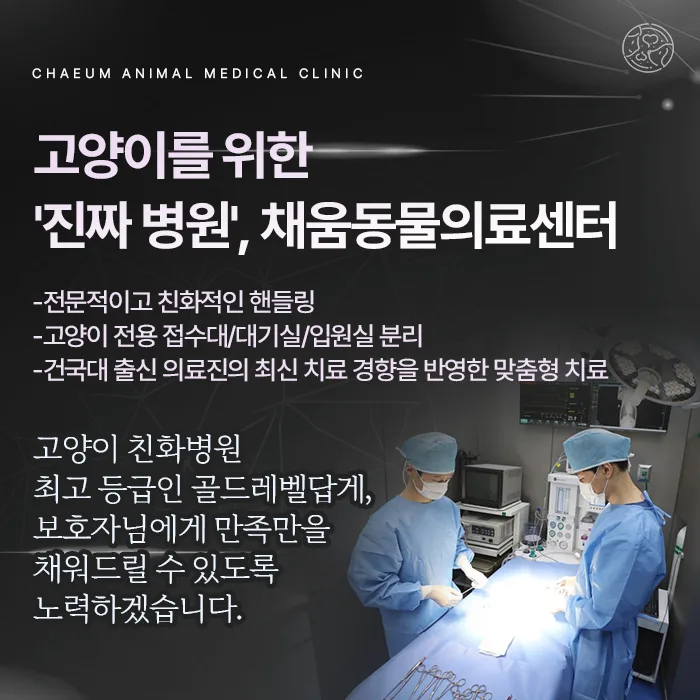 고양이를 위한 병원 채움동물의료센터 안내